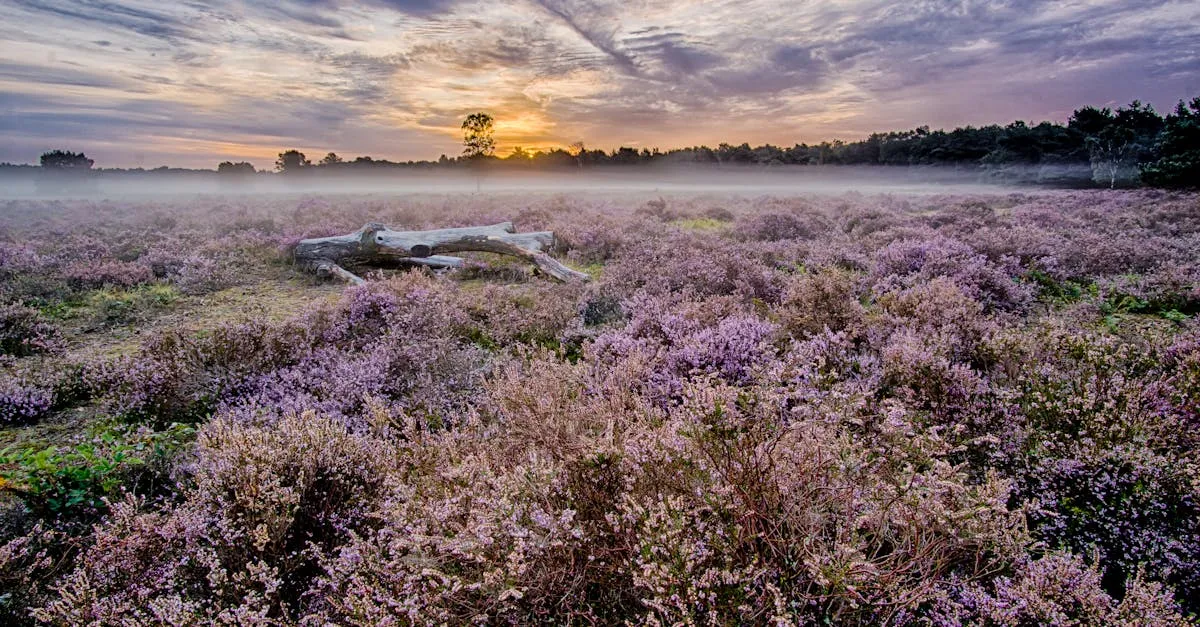 HDR & Panorama Techniques